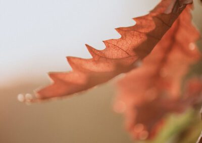 Autumn leaves Otaki