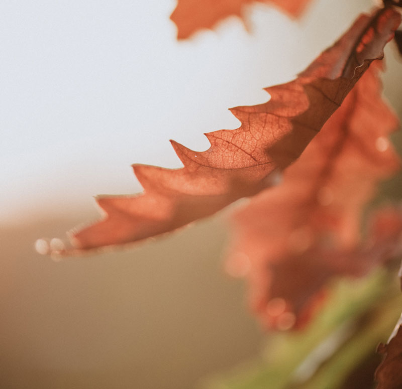 Autumn leaves Otaki
