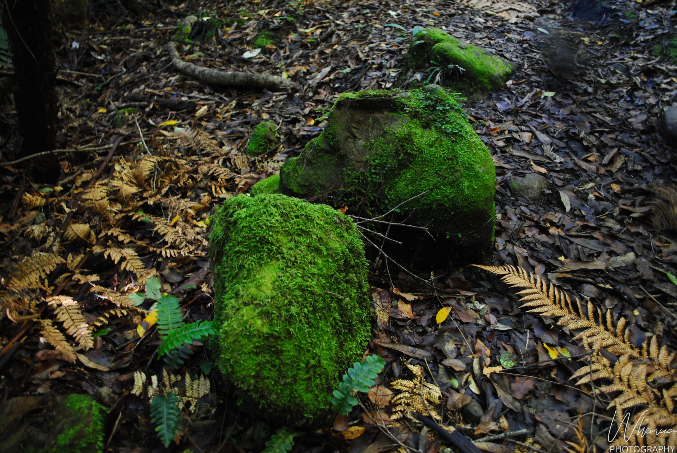 Te Puna Oranga forest moss